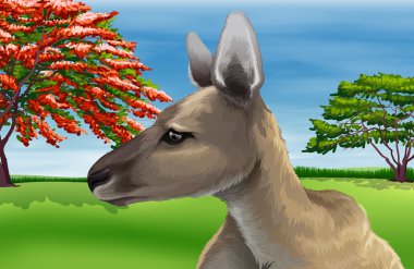 kanguru