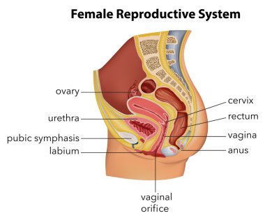 Female Reproductive System clipart