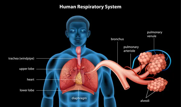 Sistema respiratorio — Vettoriale Stock