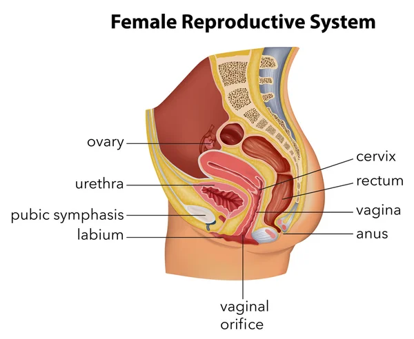 Sistema reproductor femenino — Vector de stock