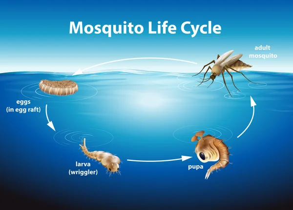 Cycle de vie d'un moustique — Image vectorielle