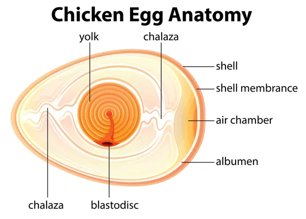 Anatomía del huevo de pollo — Vector de stock