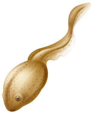 İribaş