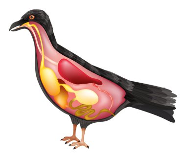 Kuş anatomisi