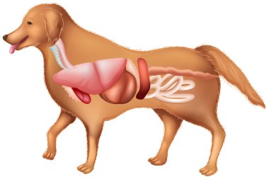 Anatomy of a dog clipart