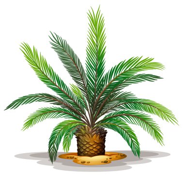 Cycas revolute