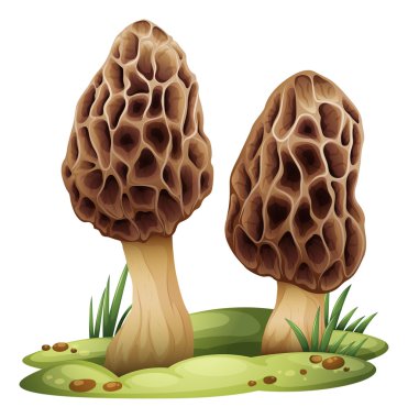 Morchella