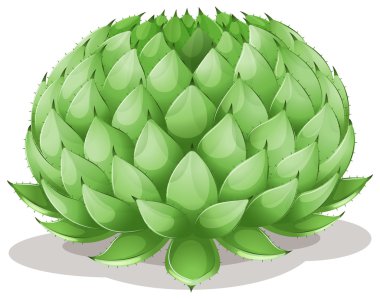 Agave parryi