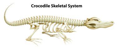 A crocodile's skeletal system clipart