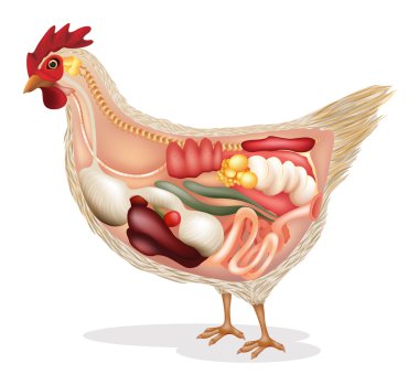Anatomy of chicken clipart