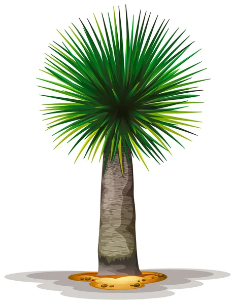 Dracaena draco — Stock Vector