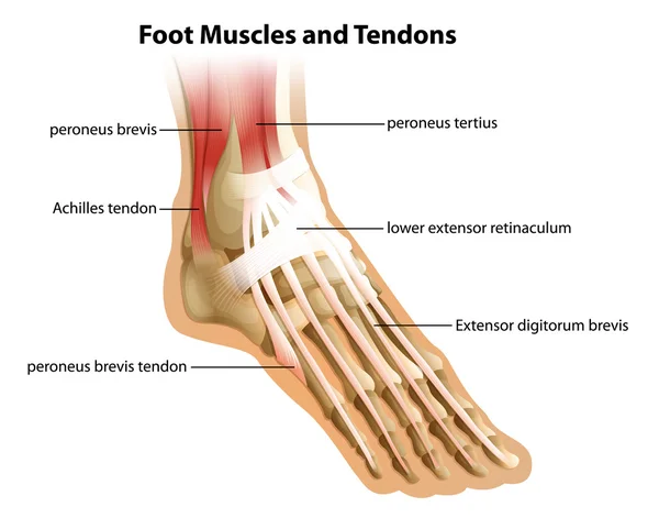 Músculos e tendões dos pés — Vetor de Stock