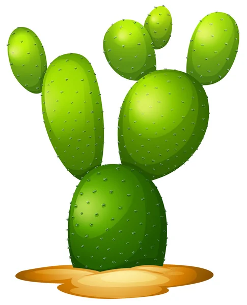 Opuntia microdasy — Stockvektor