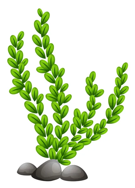 Pteridofita — Vector de stock