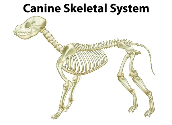 Sistema scheletrico di un cane — Vettoriale Stock