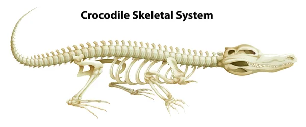 Système squelettique d'un crocodile — Image vectorielle