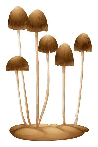 Psilocybe mexicana — Wektor stockowy