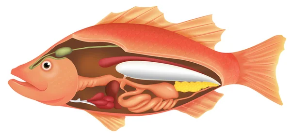 Anatomie van een vis — Stockvector