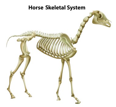 Horse Skeletal System clipart