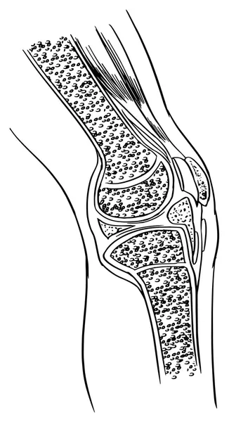 Anatomie des Kniegelenks — Stockvektor