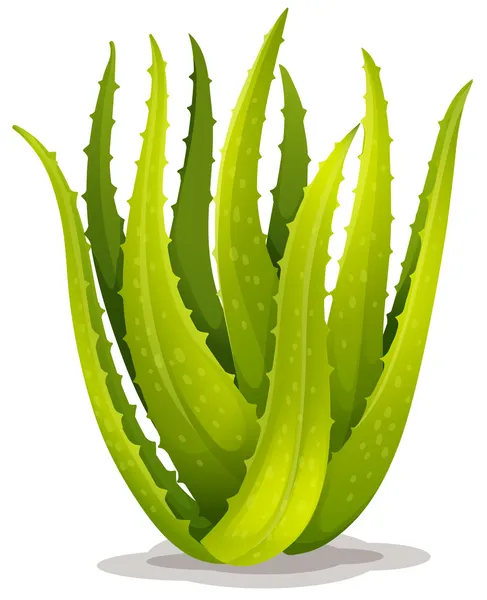Aloe mavi elf — Stok Vektör