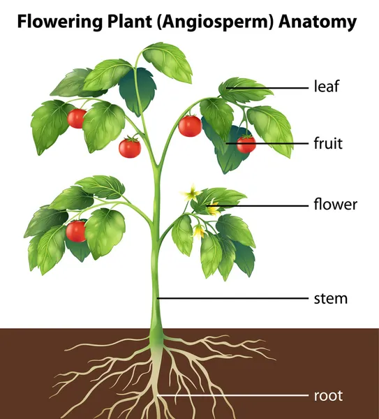 A növény azon részei — Stock Vector