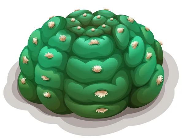 Astrophytum asterias kikko — Image vectorielle