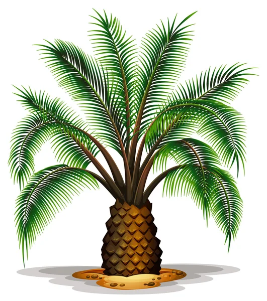 Phoenix canariensis — Wektor stockowy