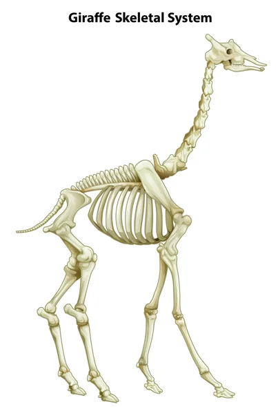 Skelettsystem einer Giraffe — Stockvektor