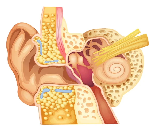 Inner ear — Stock Vector