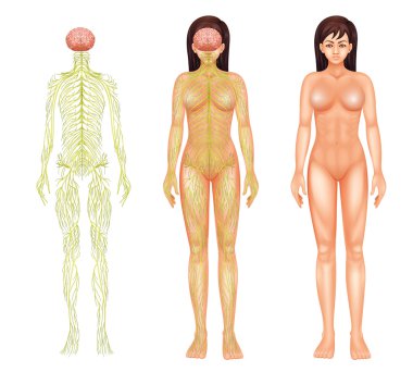 Nervous system of a woman clipart