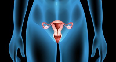 Reproductive organ of the female body clipart