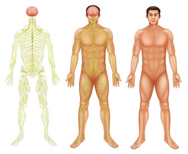 Nervous system of a man clipart