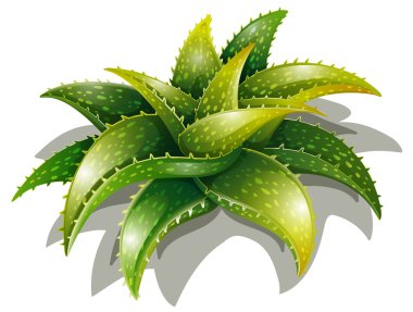 Aloe descoingsii
