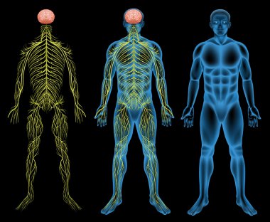 Male nervous system clipart