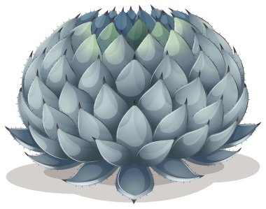 Agave parryi