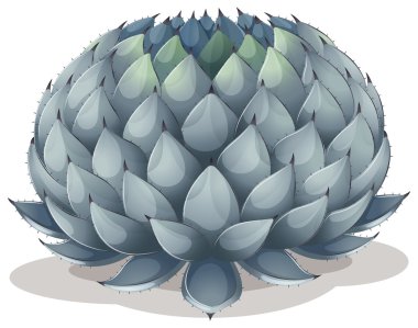 Agave parryi clipart