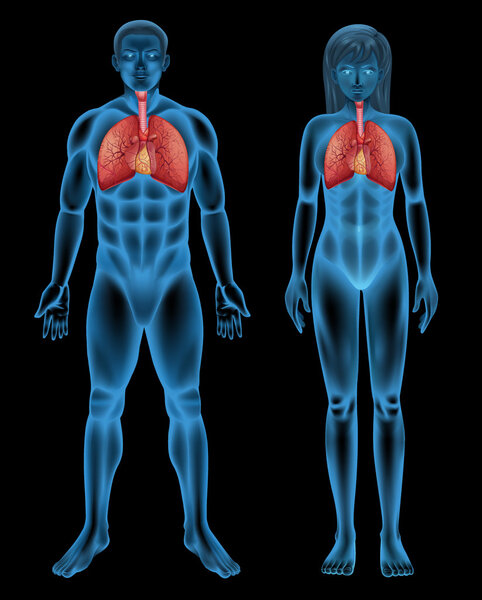Иллюстрация дыхательной системы
