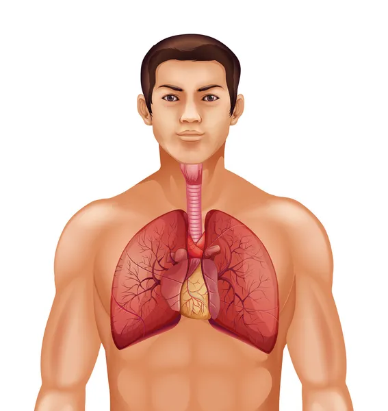 人間の呼吸システム — ストックベクタ