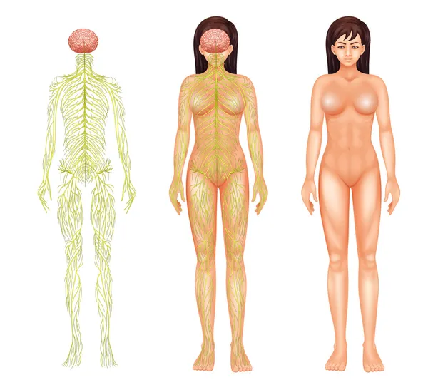 Nervous system of a woman — Stock Vector