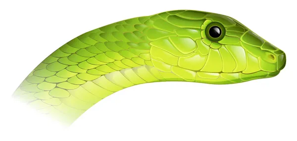 Mamba vert oriental — Image vectorielle