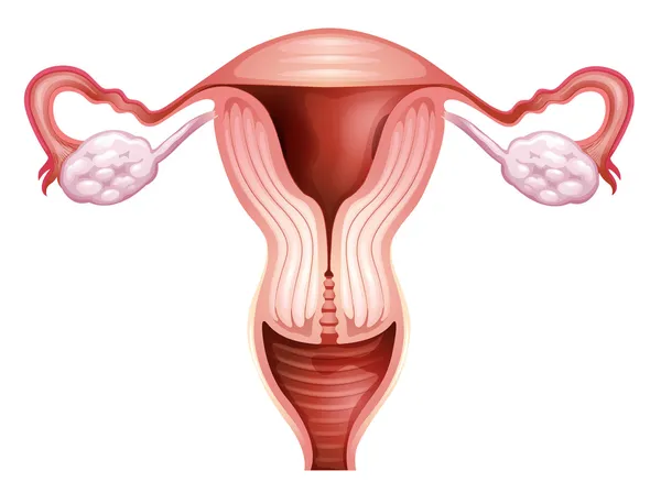 Órgano reproductor femenino — Archivo Imágenes Vectoriales