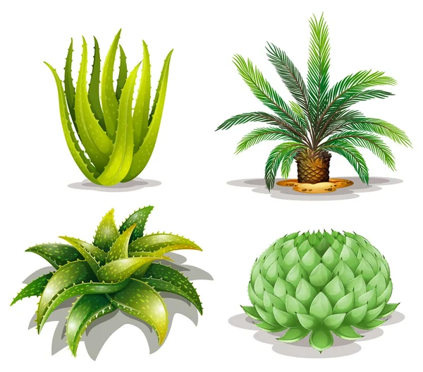 Cactus plantas — Vector de stock