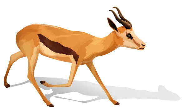 A deer — Stock Vector