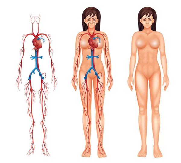 Sistema circulatorio femenino — Archivo Imágenes Vectoriales