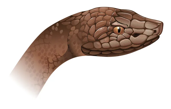 蝮蛇毒 contortrix — 图库矢量图片