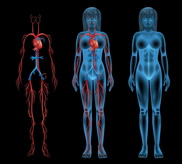 Sistema circulatorio femenino — Archivo Imágenes Vectoriales