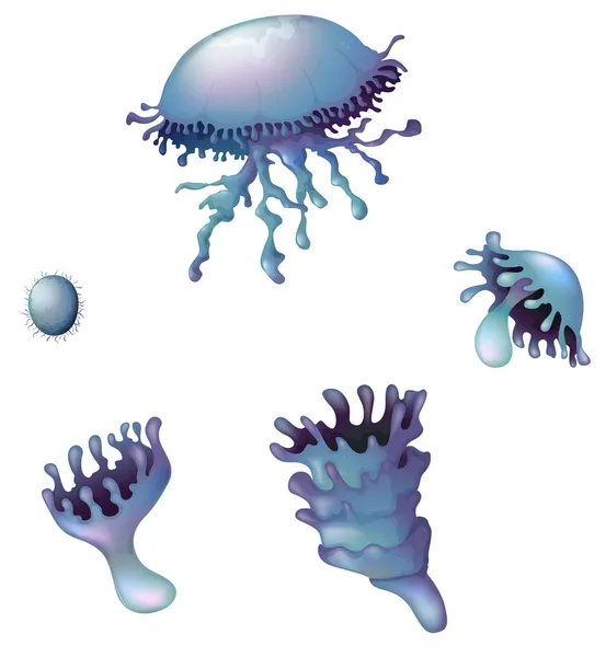 Hydrozoa Stok Vektor Ilustrasi Hydrozoa Bebas Royalti Depositphotos