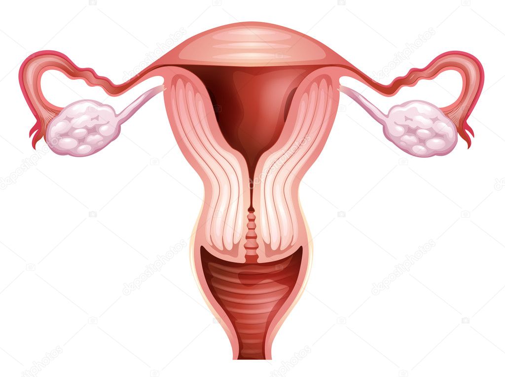 Female reproductive organ