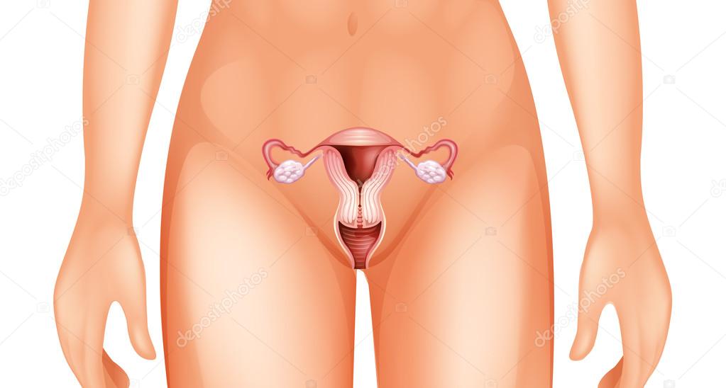 Woman's reproductive organ